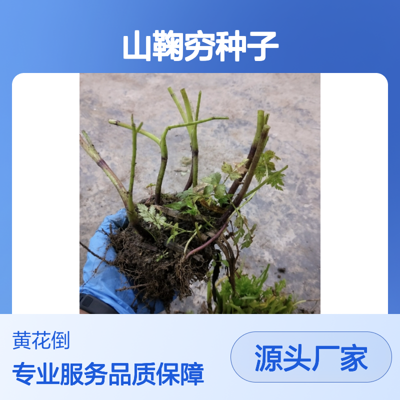 当年新采山鞠穷种子 自营基地直供技术指导 培育专业