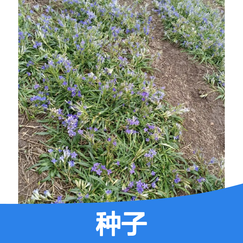 当年纯新秦艽种子 适宜凉爽气候种植 发芽率高