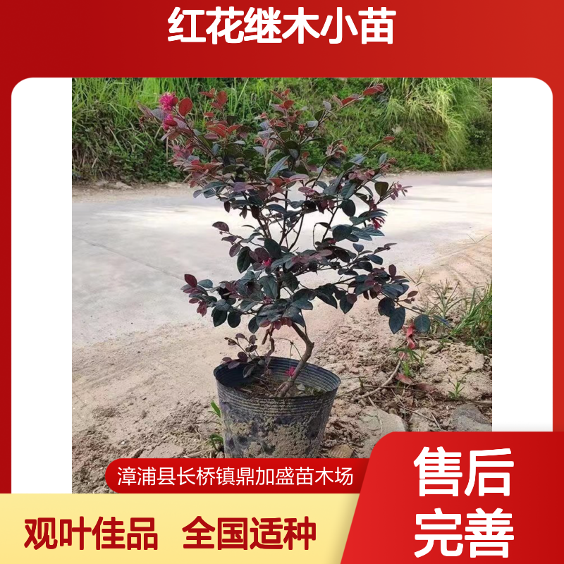 鼎加盛红花继木小苗 全国适种 露天栽培 观叶佳品 树形优美叶色红艳