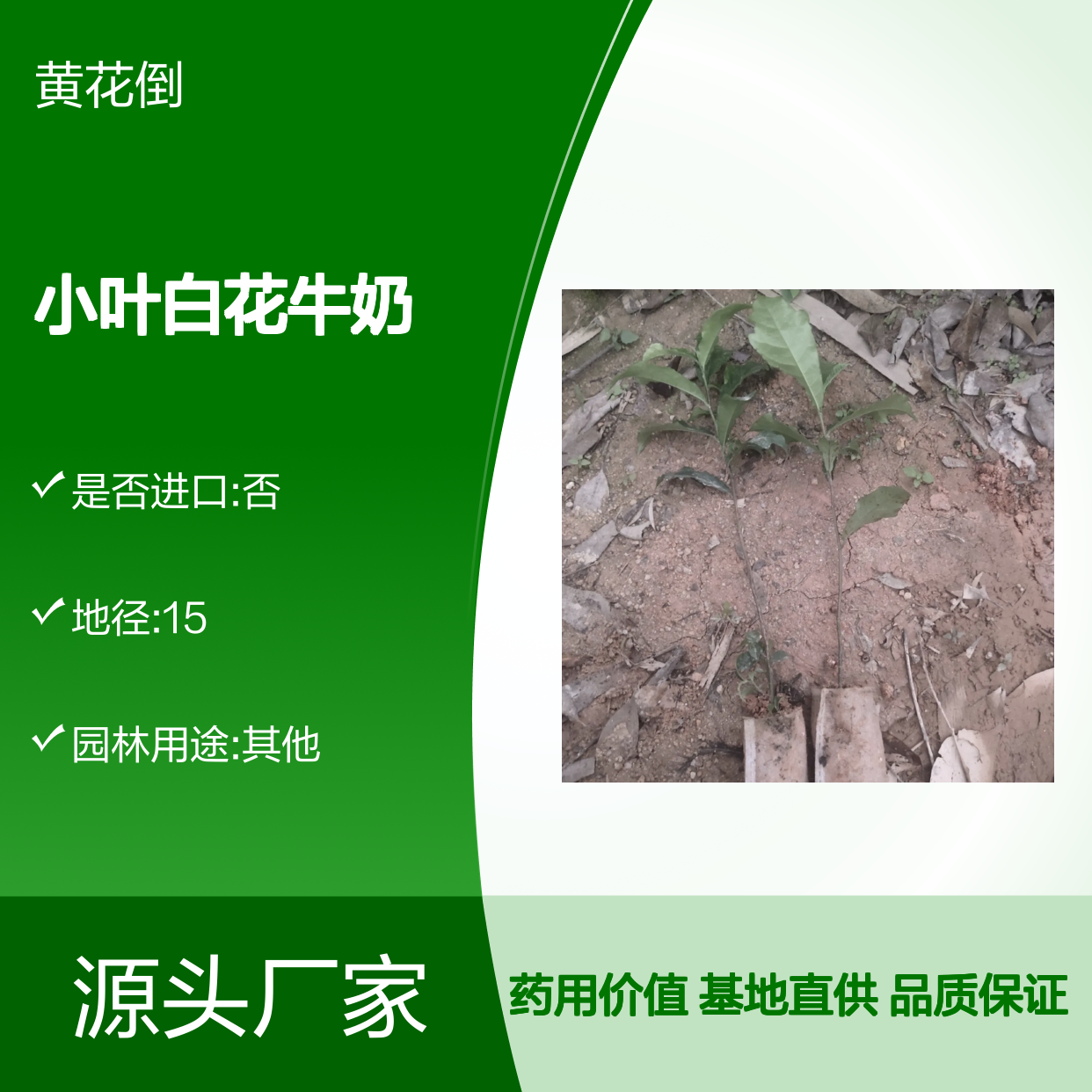 小叶白花牛奶种苗 南方特有灌木 药食同源 天然健康