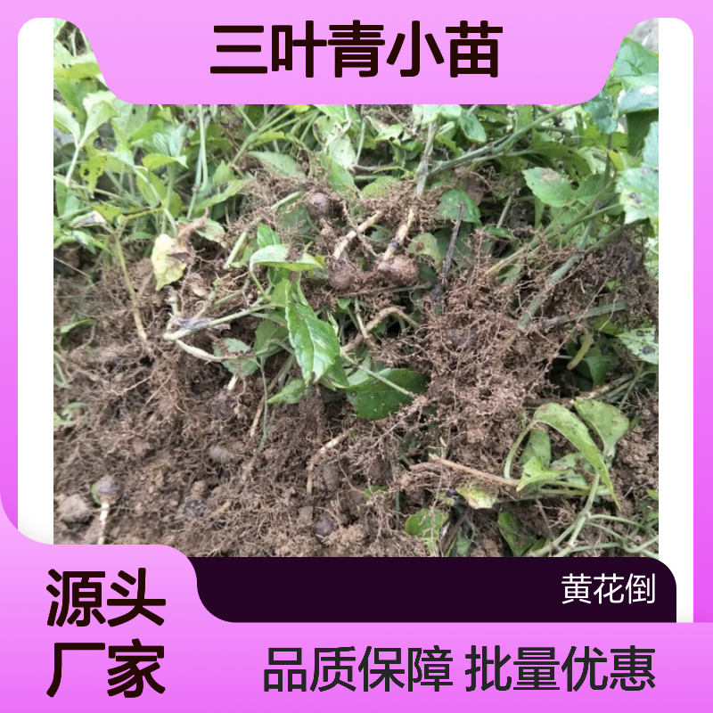 三叶青小苗 百亩种植园直供 生长健壮 成活率高