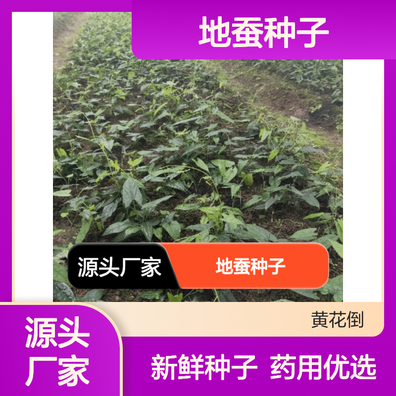 当年新收地蚕种子 产地直发 种植技术指导 品质保证