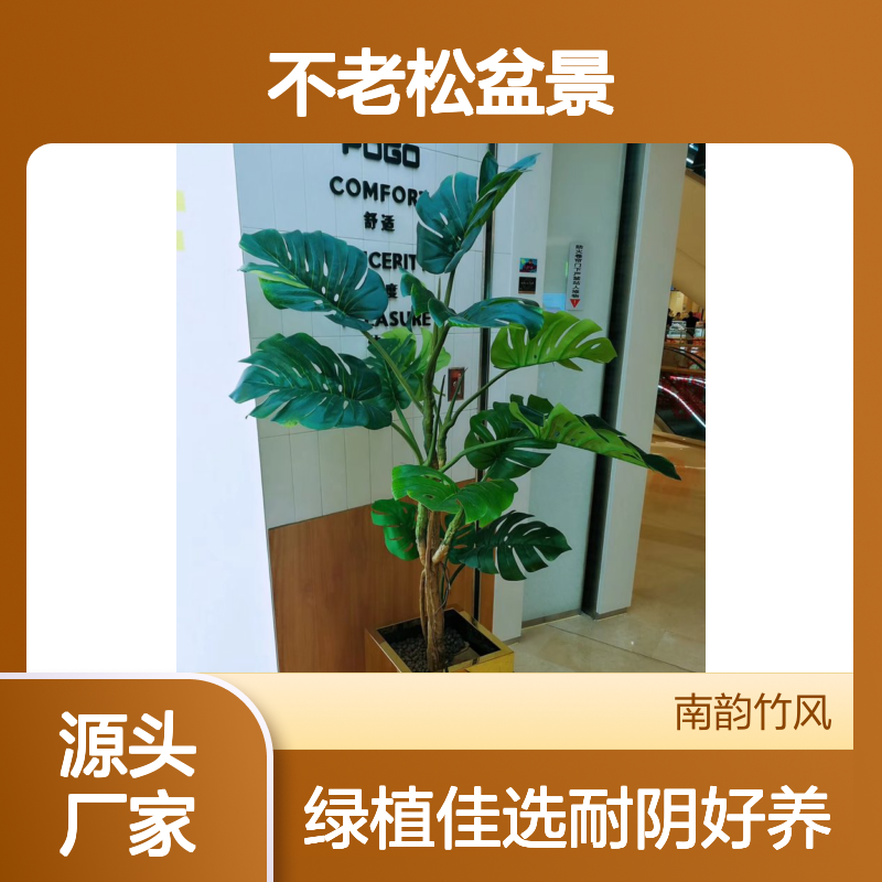 澳洲不老松盆景 适合阳仔室内的植物盆景 耐阴好养 办公室绿植摆件