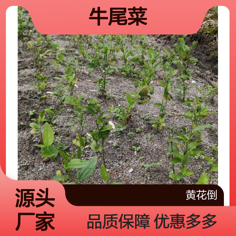 产地一手货源牛尾菜种苗 苗圃产地直供品质保证种植技术分享