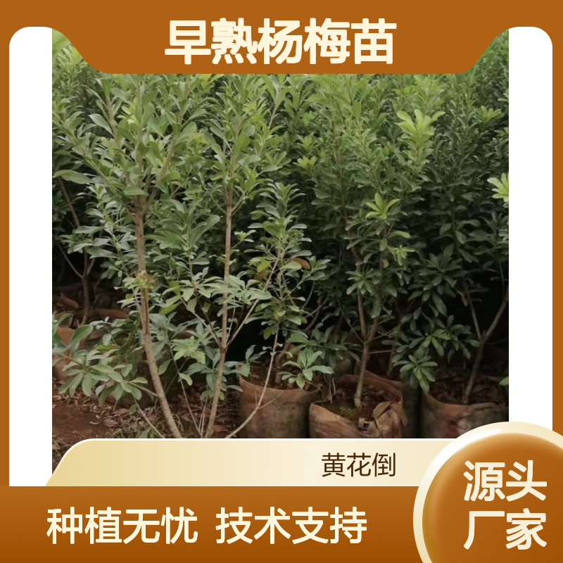 早熟杨梅苗直生苗 现挖现卖 种植技术指导 品质优良