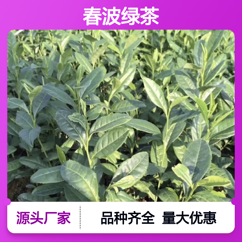 基地直供春波绿茶小杯苗 品种齐全质量保证根系发达种植好管理