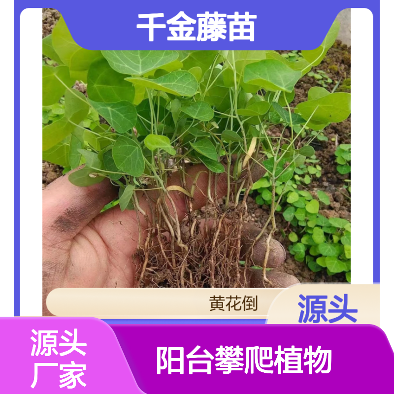 千金藤苗 阳台攀爬植物 温暖干燥易生长 不挑土壤
