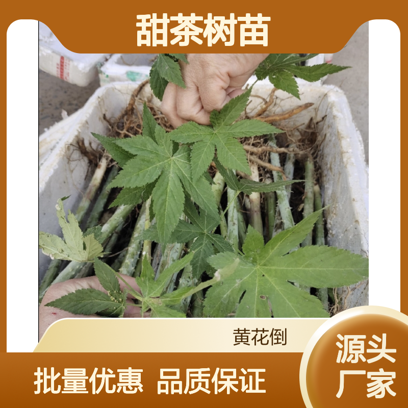 甜茶树苗 批发种植 分株扦插 高成活率 适应性强