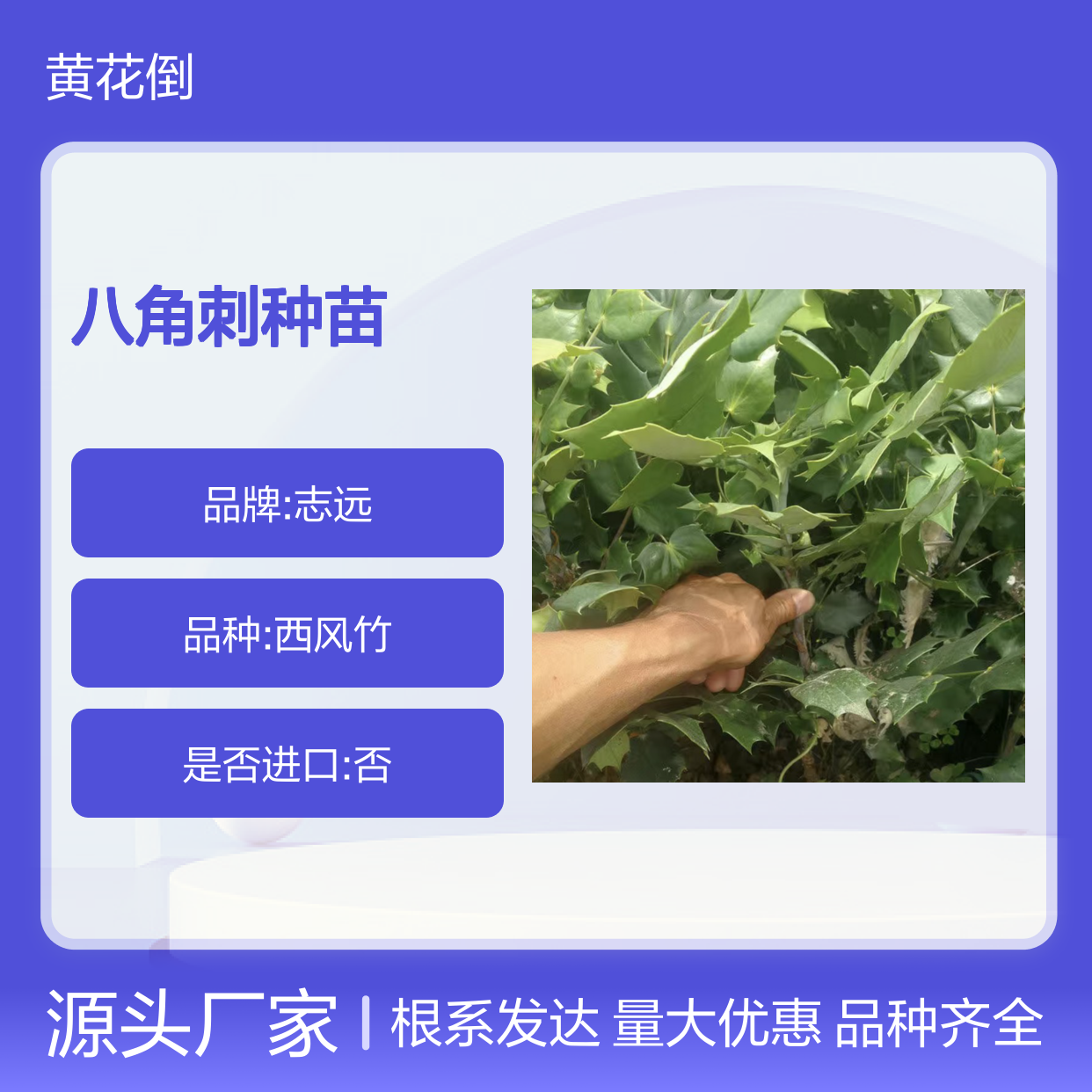 常年基地供应八角刺种苗 品种齐全质量保证根系发达种植好管理