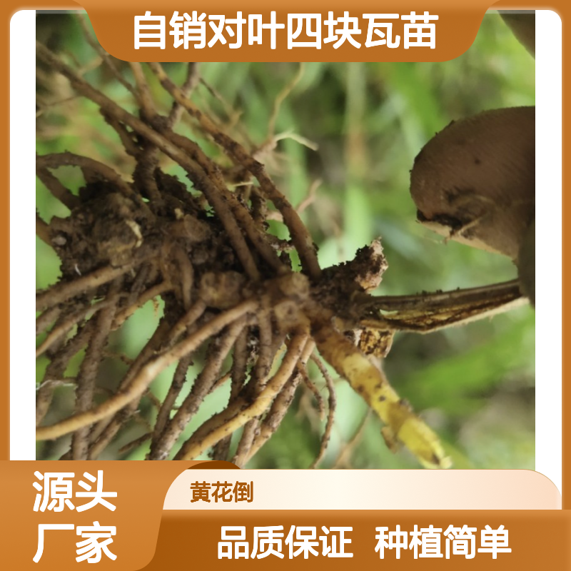 自产自销对叶四块瓦苗 种植收益好荒山农田均可种植