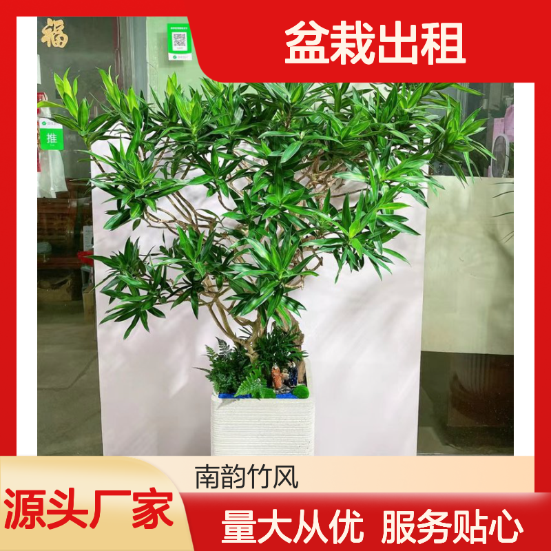 盆栽出租专家,南韵竹风提供全程养护 品种多样