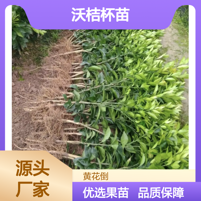 沃桔杯苗批发 沃柑果苗 汁多味甜 长势旺盛 营养丰富