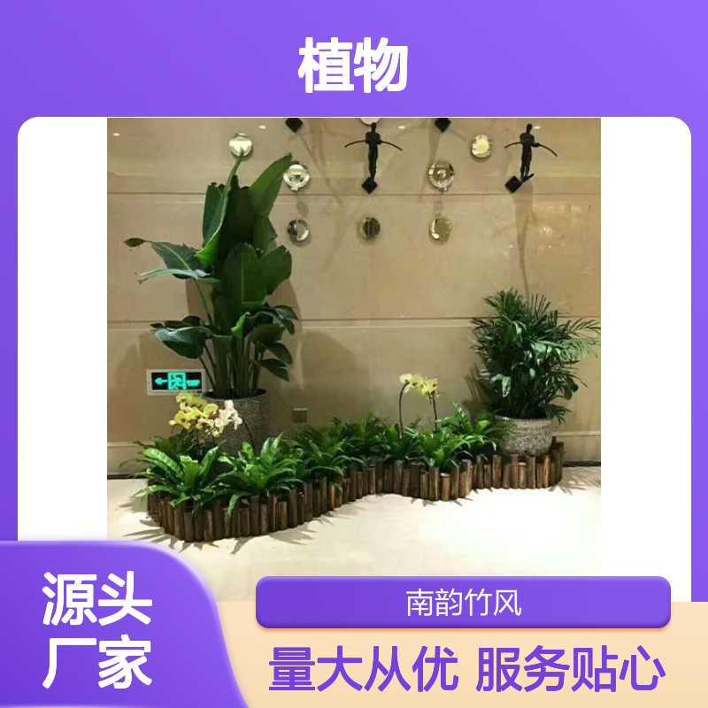 南韵竹风植物租赁 厂家直供货源充足 品质如一