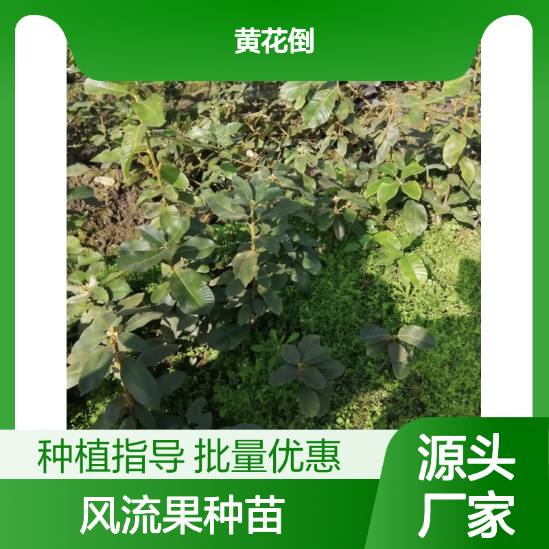 风流果种苗 乔木植物 批发供应 品质优良 成活率高