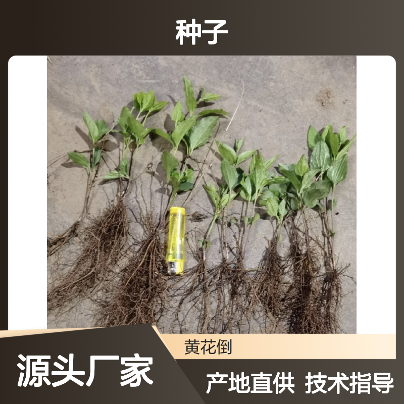 当年新收威灵仙种子 产地一手货源免费技术指导