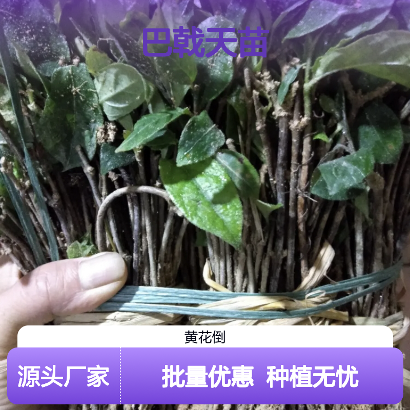 高要良种巴戟天苗 扦插易活 批发供应 品质保证