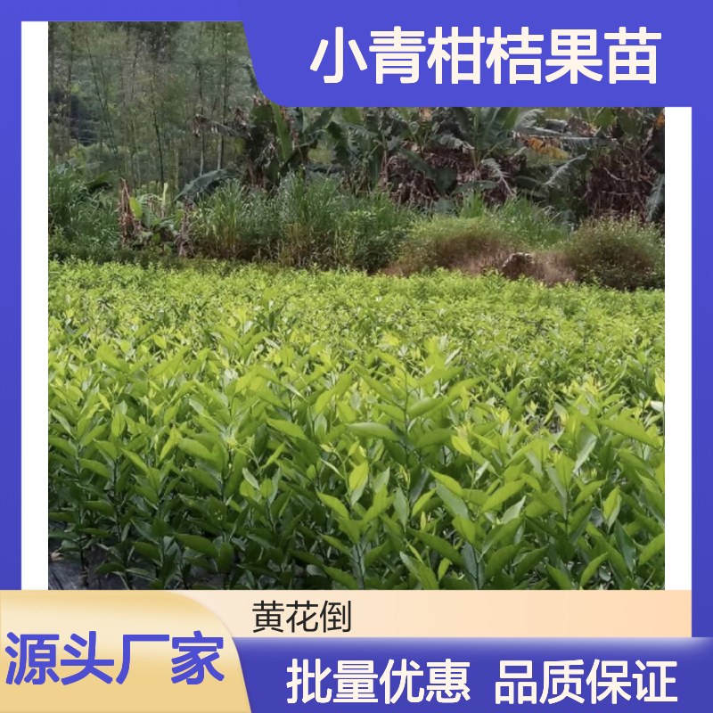 正宗小青柑桔果苗 园艺种植优选 药食同源 基地直供