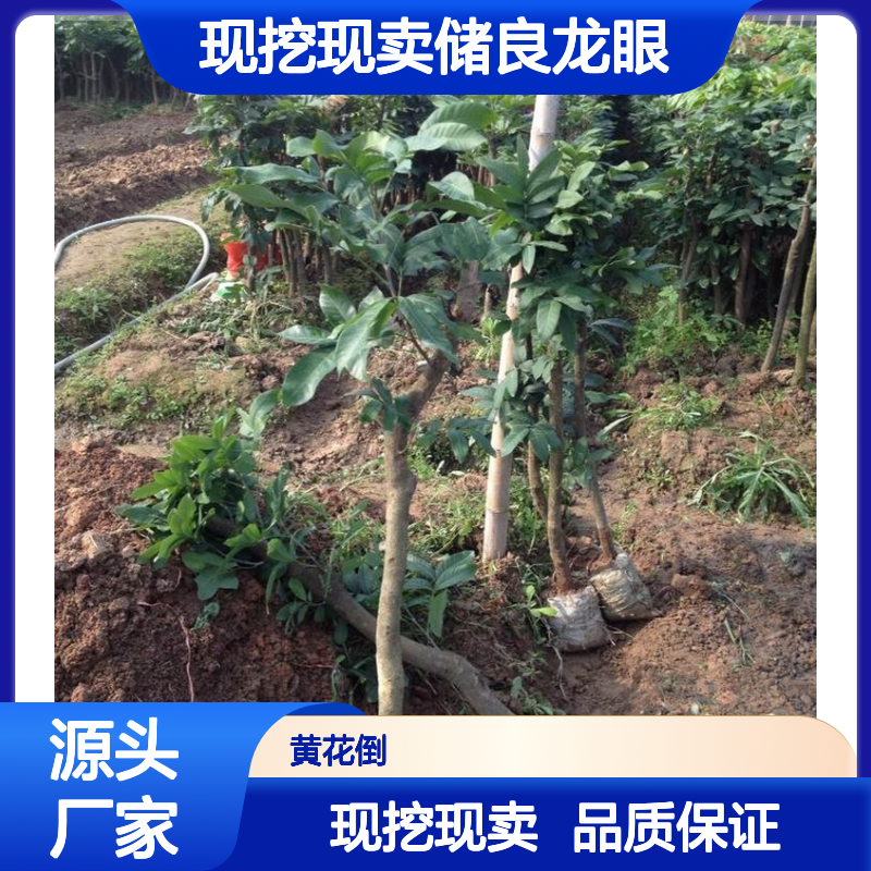 现挖现卖储良龙眼直生树苗 苗圃产地直供品质保证种植技术分享