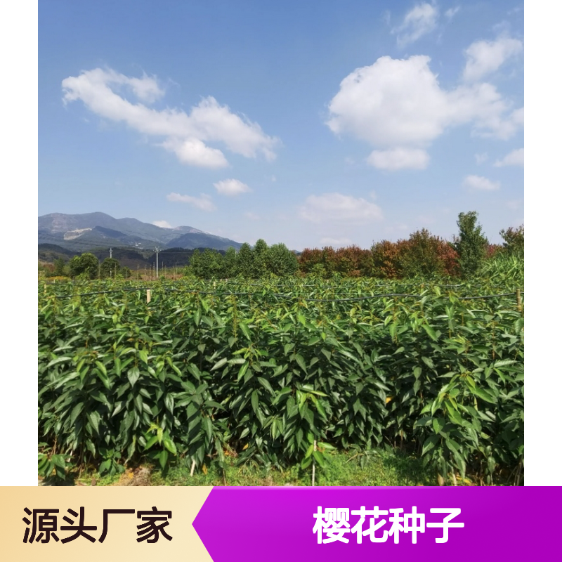 新采收当年樱花种子 产地直发 免费指导 树形优美