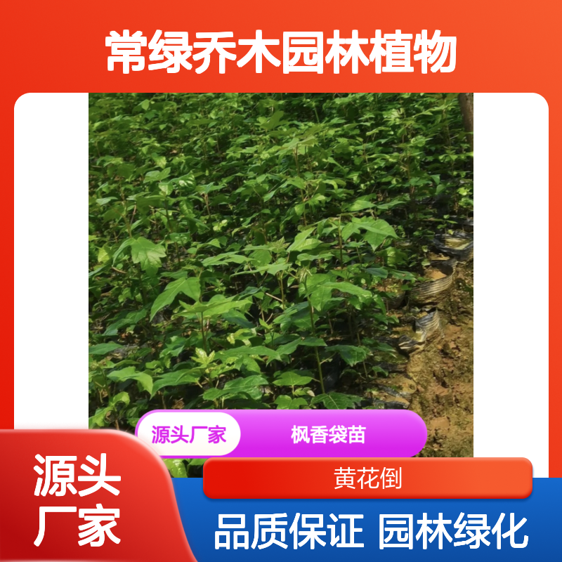 枫香袋苗 基地直供 常绿乔木园林植物 生长健壮