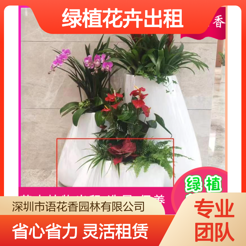 绿植花卉出租服务 全程养护 多肉小盆栽 适合办公室绿化