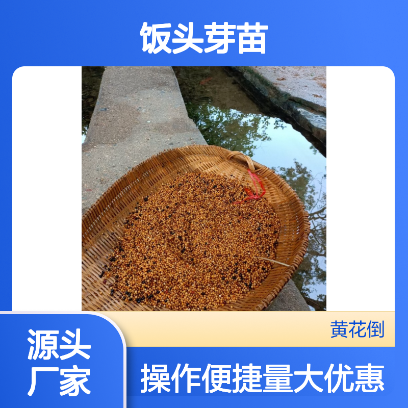 硬饭头芽苗 种植技术指导 一手货源 适应性强 管理方便