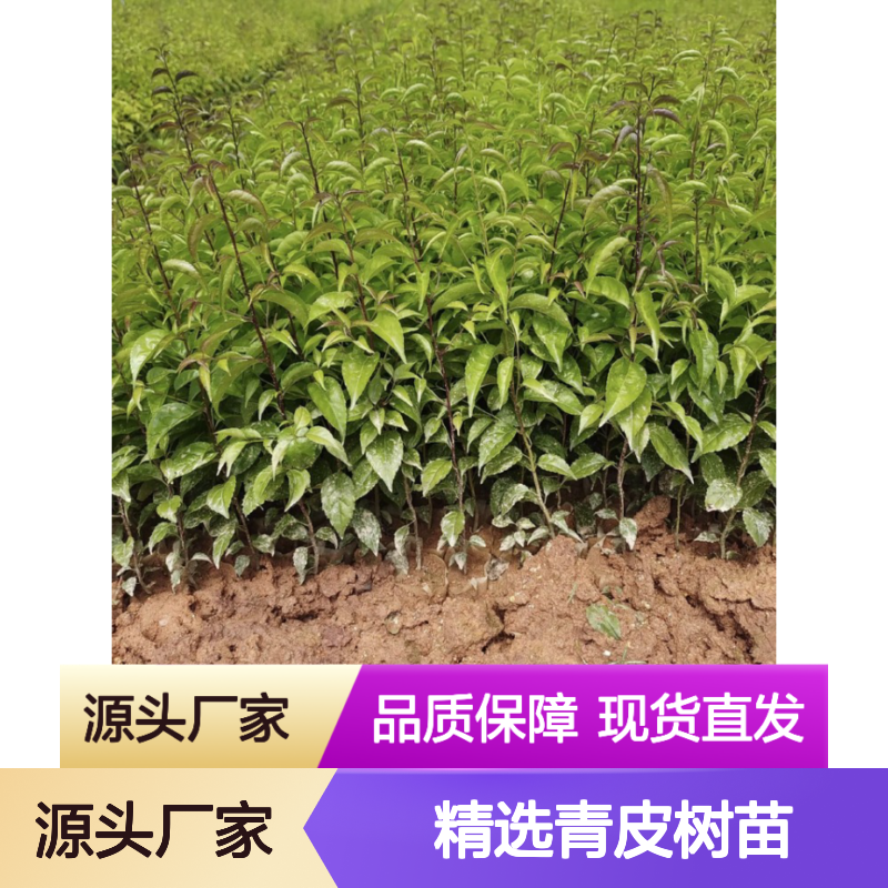 精选青皮树苗 一手货源 种植无忧 成活率高 专业指导