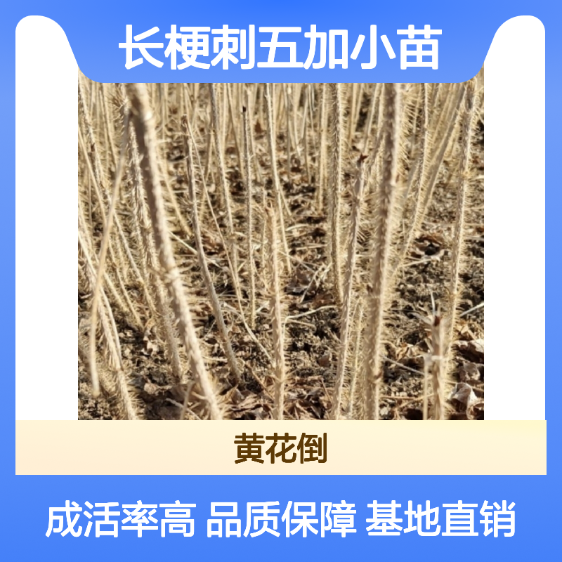 长梗刺五加小苗 基地直供 精心栽植 成活率高 扦插技术