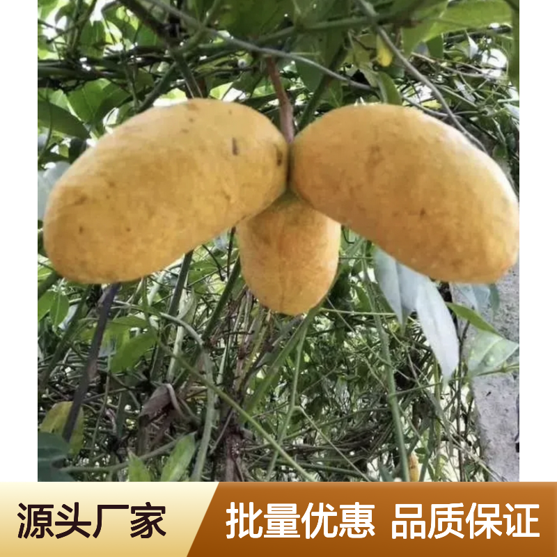 八月瓜果树苗木 适宜山坡山谷种植 生长迅速 产量丰富