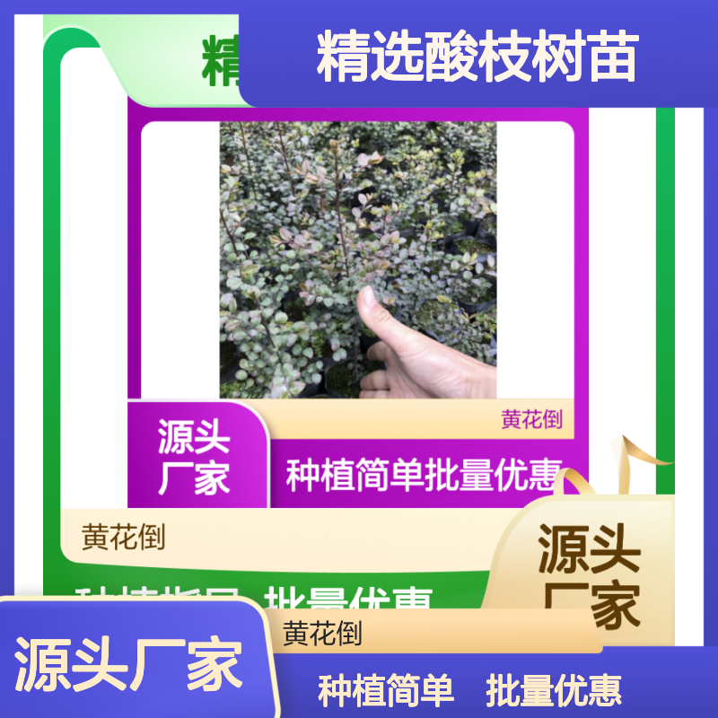 精选酸枝树苗 造林优选树种 抗风固氮 技术成熟