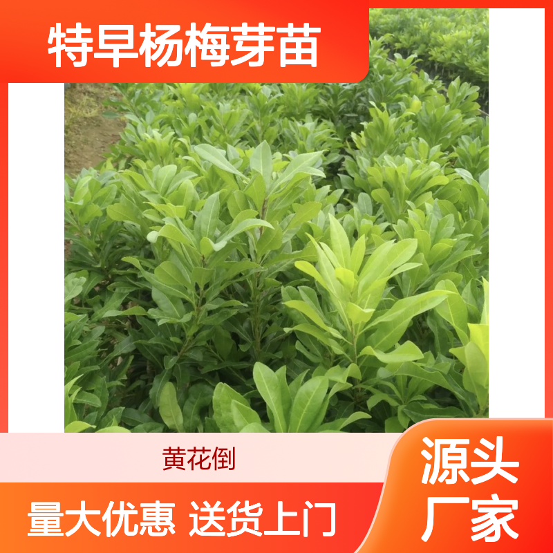 农户直供特早杨梅芽苗 送货上门包邮 欢迎来电洽谈经验分享