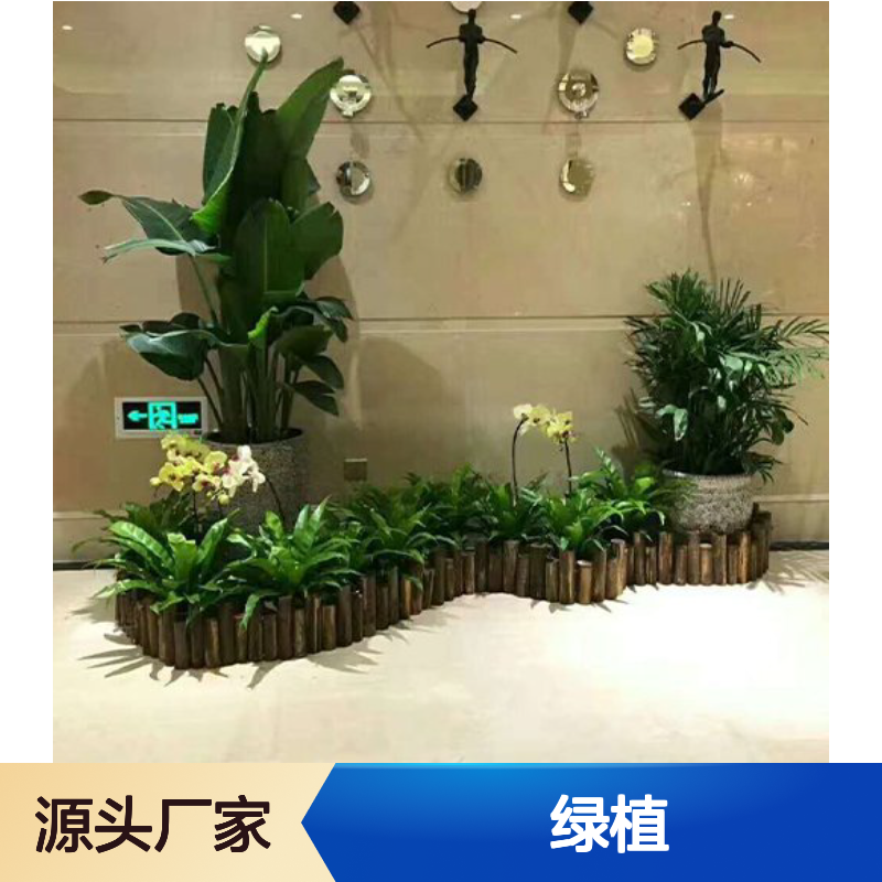南韵竹风绿植租摆 服务周全 品种多样 成活率高