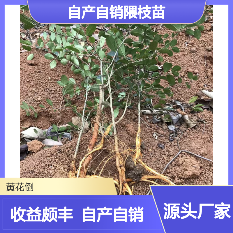 自产自销隈枝苗 种植收益好荒山农田均可种植