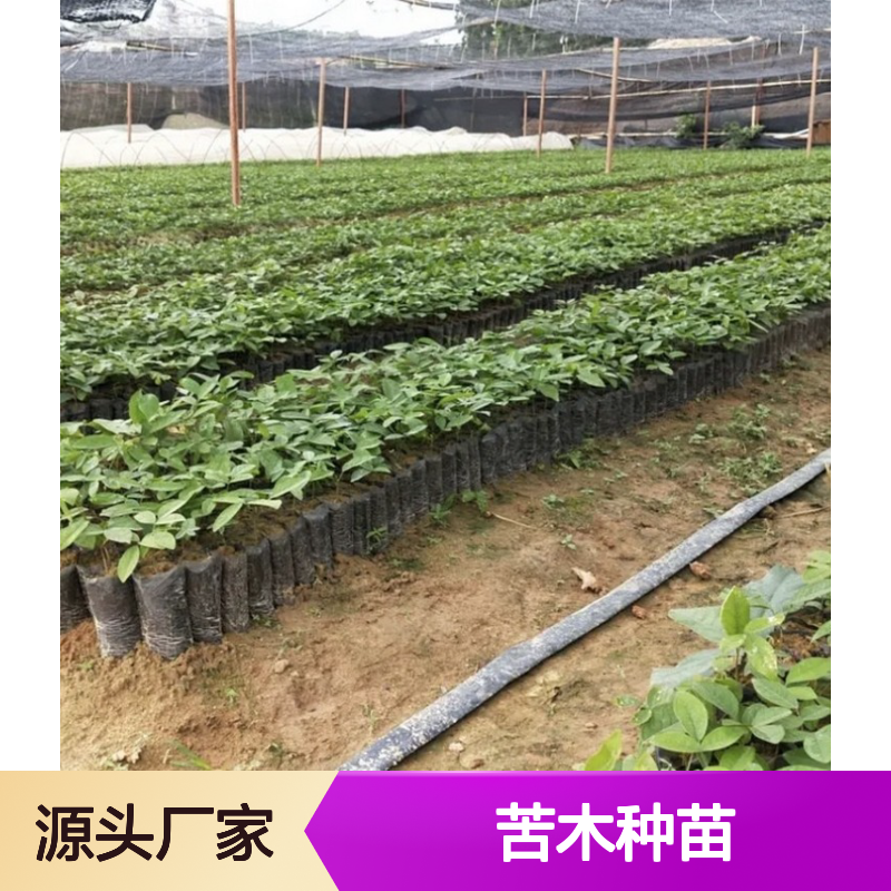 产地一手货源苦木种苗 种植成本低可控 荒山农田均可种植