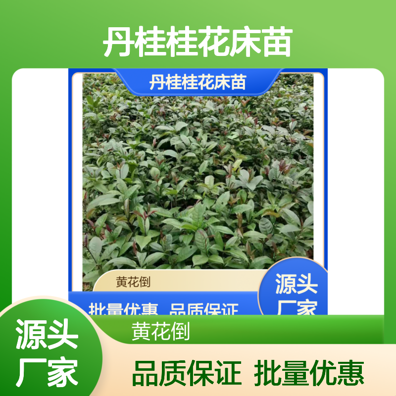 丹桂桂花床苗 优良母株采穗 生长旺盛 无病虫害