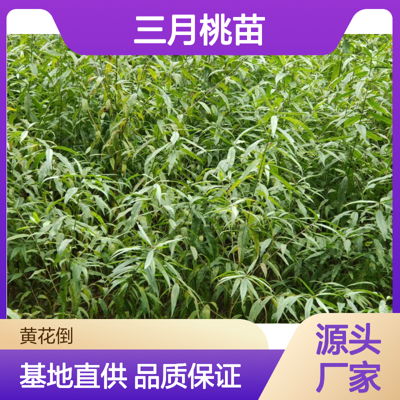 三月桃苗 粘核毛桃 批发基地直供 品种纯正 耐旱抗寒