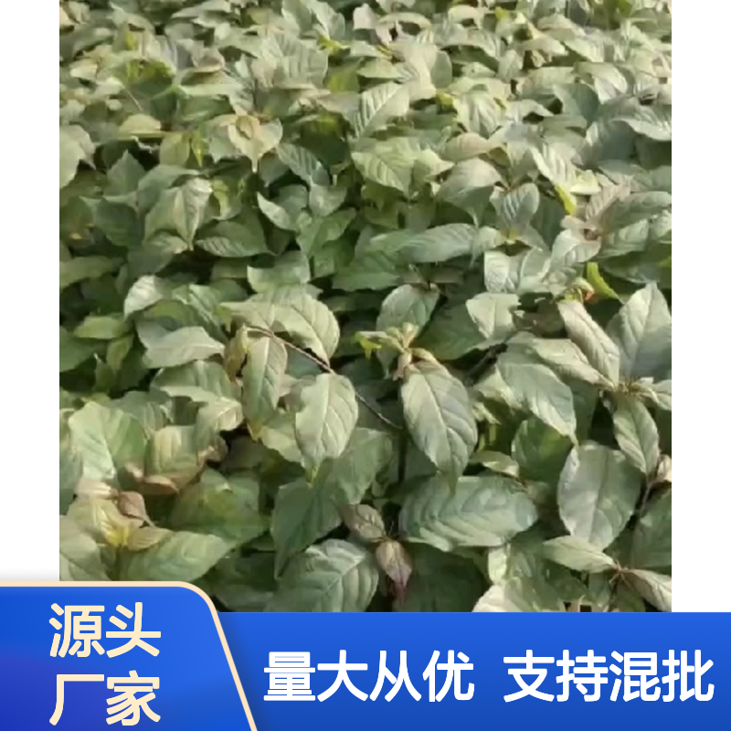 钩 分枝众多 生长健壮 易于管理 成活率高 根系发达