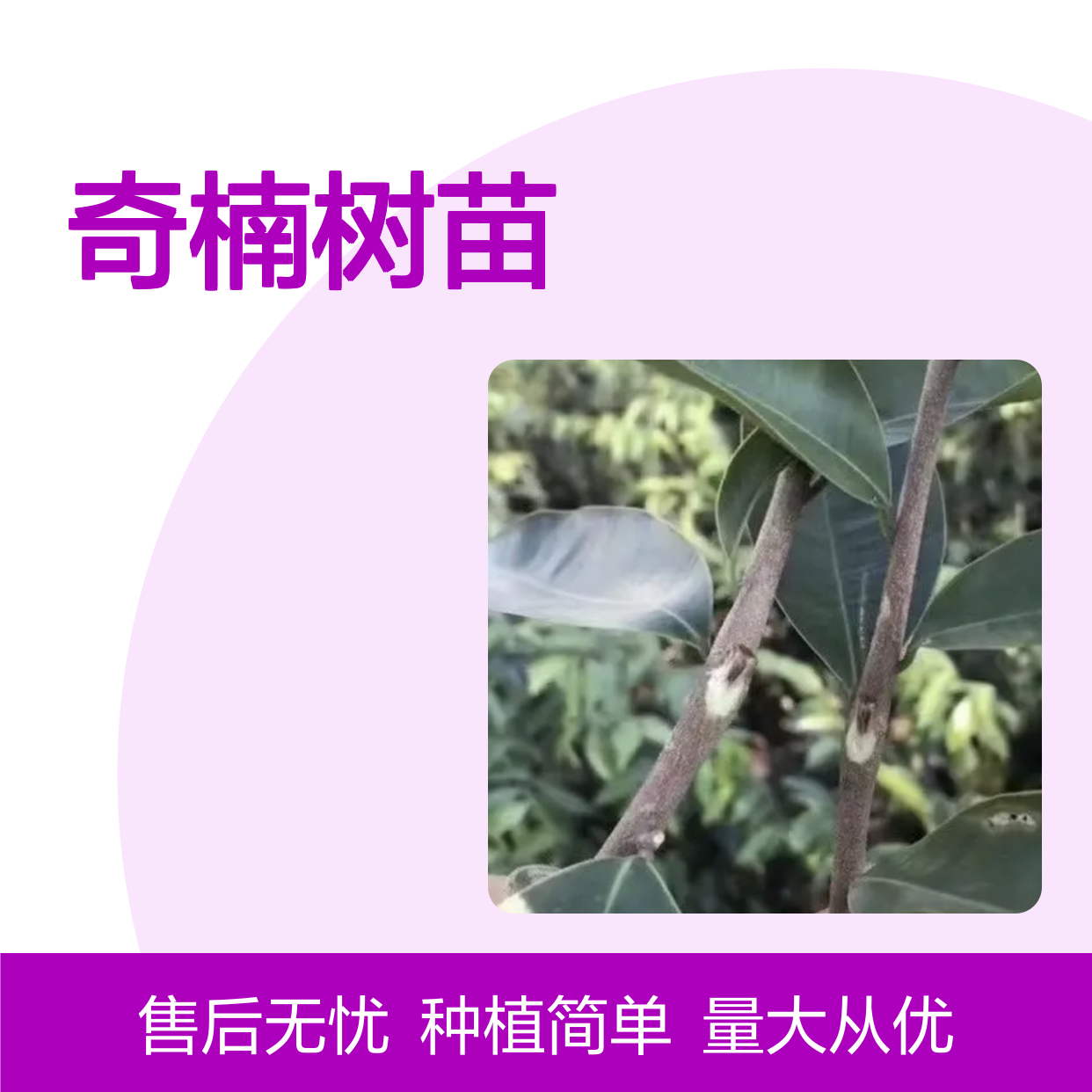 奇楠种植园 优质奇楠树苗 基地直供 四季可采 沉香培育