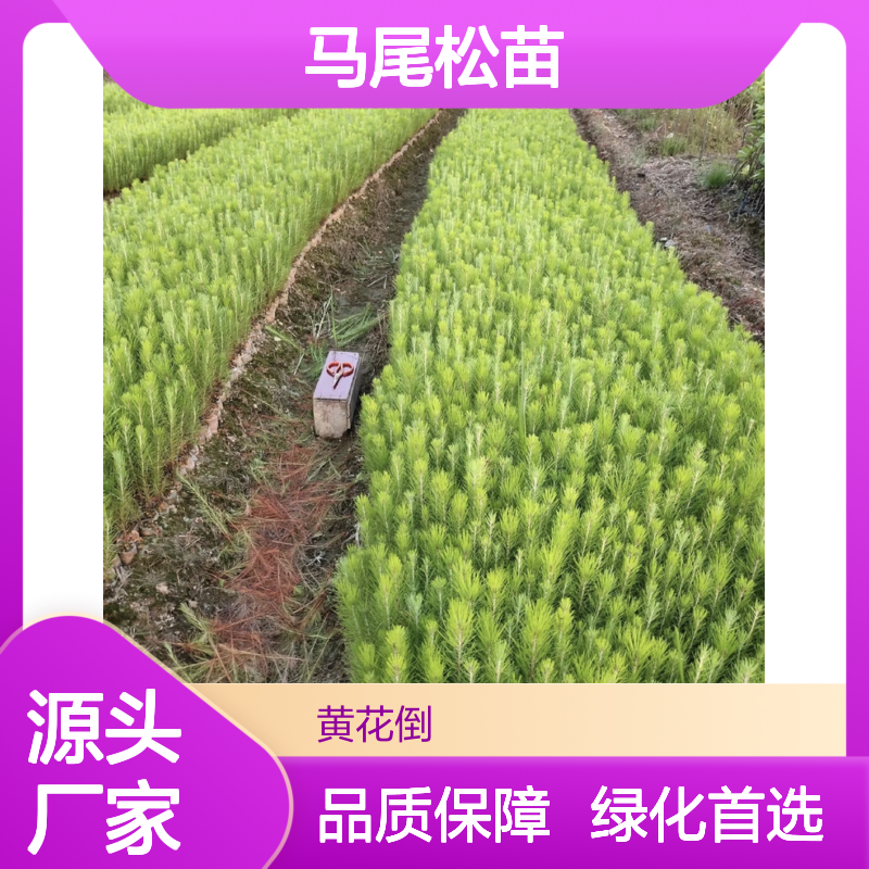 精选马尾松苗 常绿乔木 种植园专供 根系发达 生长迅速