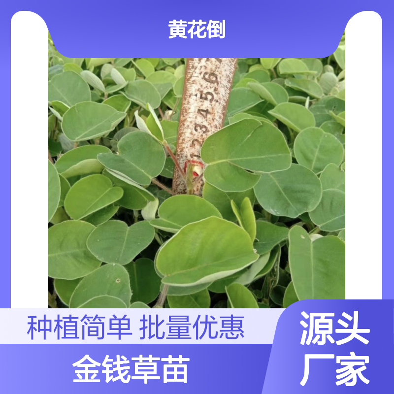 金钱草苗 草本植物 药用价值高 生长迅速 空气净化