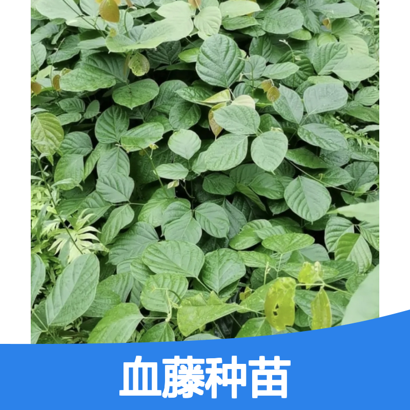 血藤种苗 批发供应 种植技术成熟 品质优良 生长迅速
