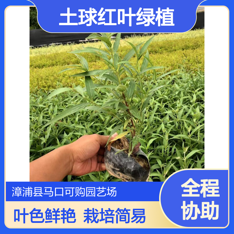 漳 州郎德木杯苗 货号01 龙枝型常绿常色叶 露地栽培12cm土球红叶绿植
