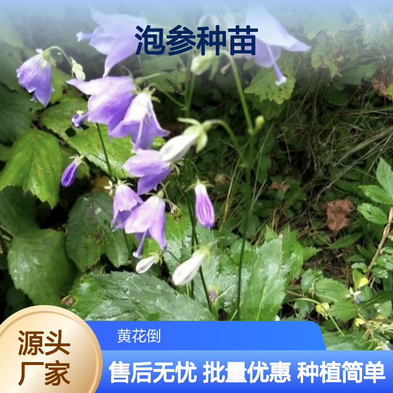 基地直供泡参种苗 品质纯正包教种植 技术支持