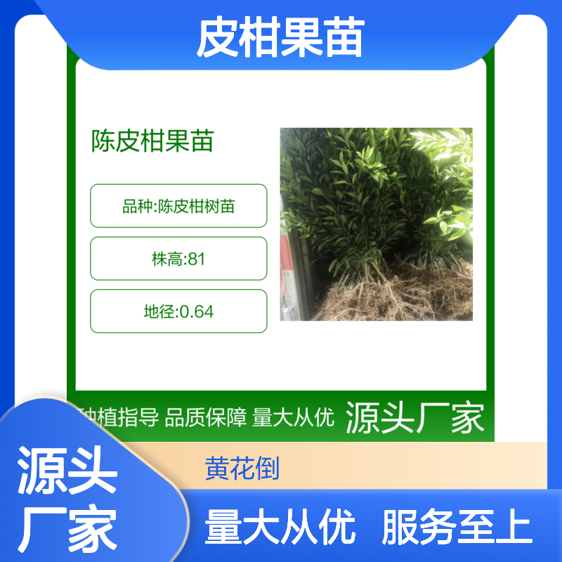 陈皮柑果苗 基地直供 优质生态种植果树苗 成活率高