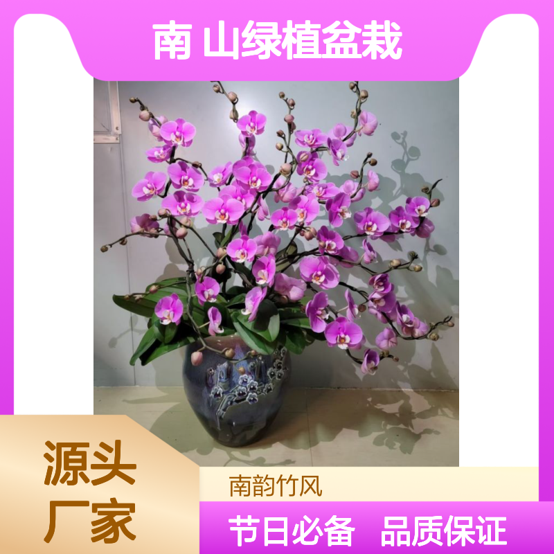 蝴蝶兰盆栽 花木租赁南 山绿植盆栽 开花植物盆栽