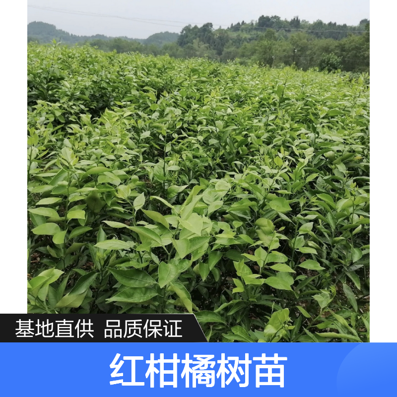 红柑橘树苗 基地直供 果肉柔软多汁 单性结实 连续丰产