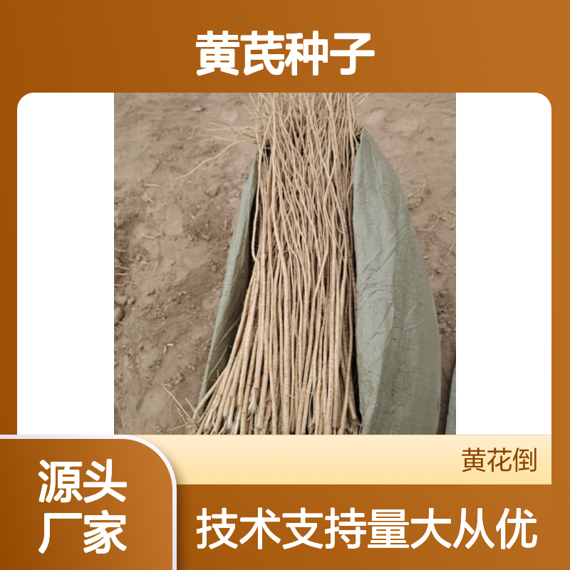 当年新采黄芪种子 自营基地直供技术指导 高产高效
