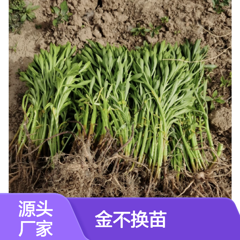 金不换苗批发 耐旱耐寒 易栽种 广泛分布 适应性强