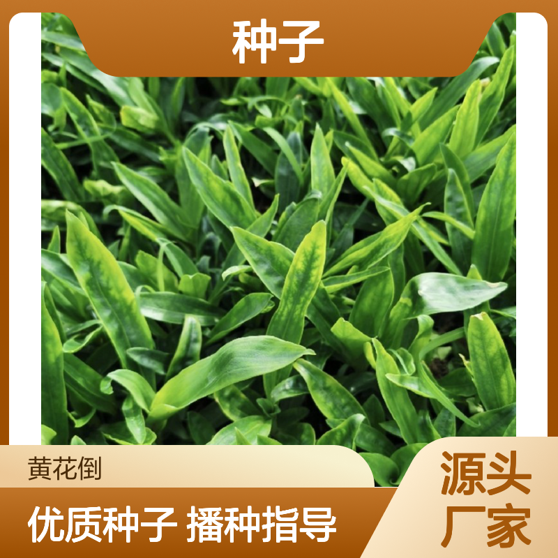 当年新收秦艽种子 产地一手货源免费技术指导