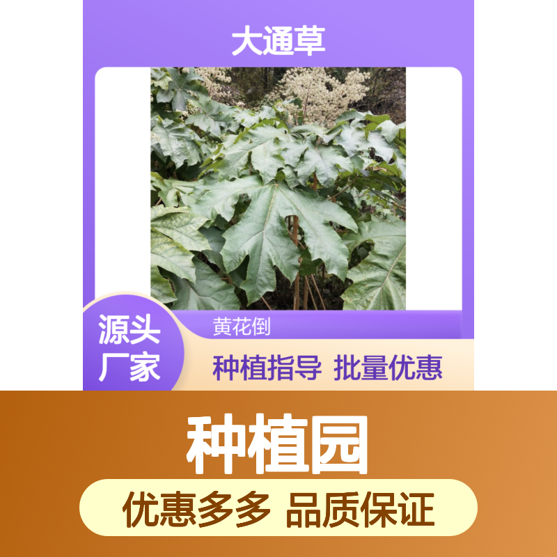 大通草种苗 批发种植园直供 品质优良 管理便捷